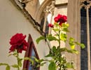 Piaristen-und Studentenkirche Zu Unserer Lieben Frau